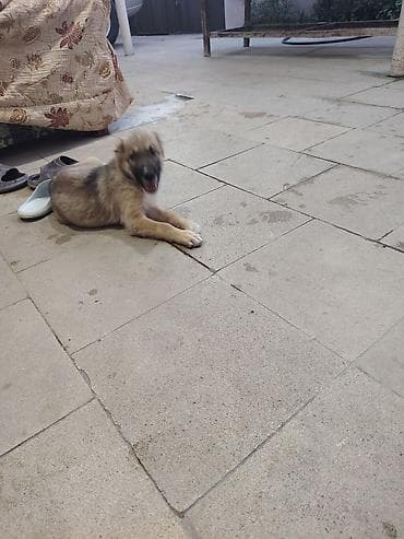 50 günlük kangal balası. Ozum yeni almısam sadece işimlə baqlı — 3