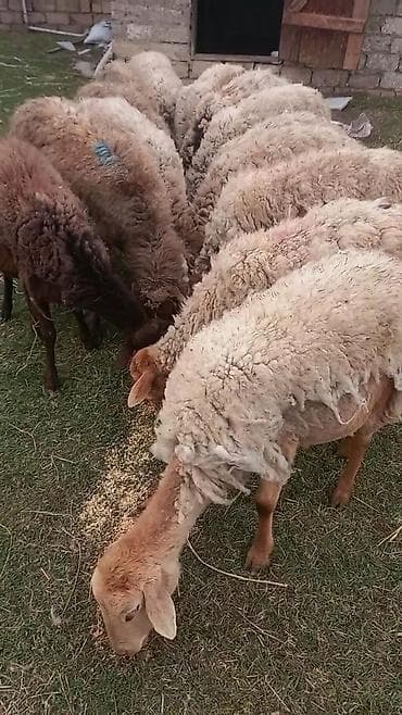 Salam tam saglam 16 dene bogaz heyvanlardi disderi var