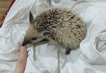 pişik yemi: Afrika cırtdan kirpisi – ev heyvanı • Növ: Atelerix albiventris — 1