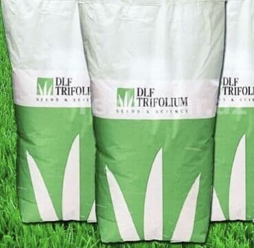 qizil gul toxumu: Danimarkadan getirilmiş qazon toxumlari — 1