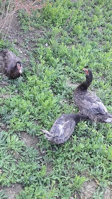 bala dovşanlar: Erkək, | Macar, Damazlıq, Pulsuz çatdırılma — 4