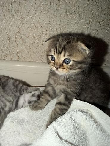 шотландская серебристая шиншилла купить: Шиншилла, В добрые руки — 5