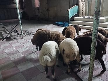 erkək quzular: 9 baş tam sağlam quzular satılır erkeydə var dişidə var qiymətlər — 1