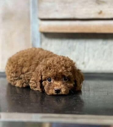 сколько стоит миниатюрный пудель: Пудель — 4