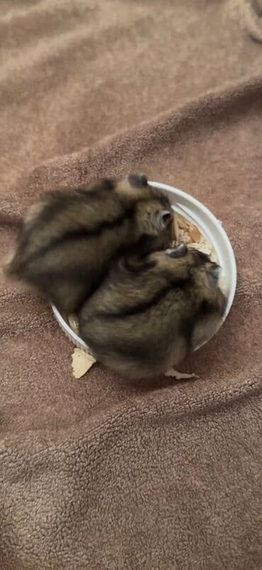 hələb kecilərin qiyməti: Salam.Hamster Cunqarik.3 ədəd qara 2 dişi 1 erkəy satılır.Hamısı ev — 2