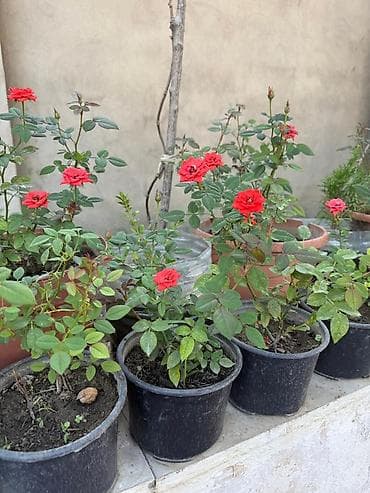 monstera bitkisi: Qabda mini qızılgül kolları - Rənglər: ağ və qırmızı sortlar - — 2