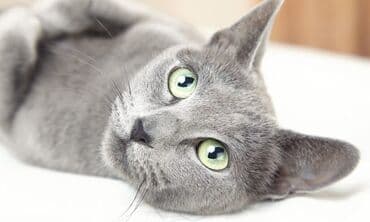 Зоотовары: В добрые руки — 3