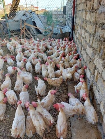 quş yuvası düzəltmək: Toyuq, Yumurtalıq — 1