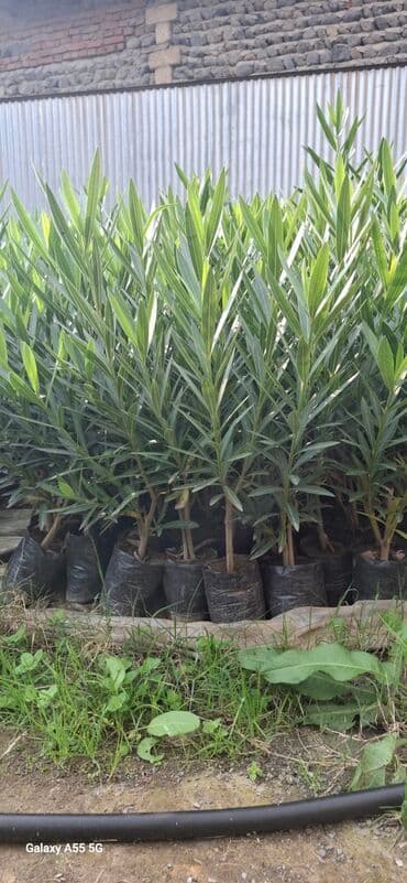 Oleandr (Nerium oleander) fidanları - Torfla doldurulmuş polietilen