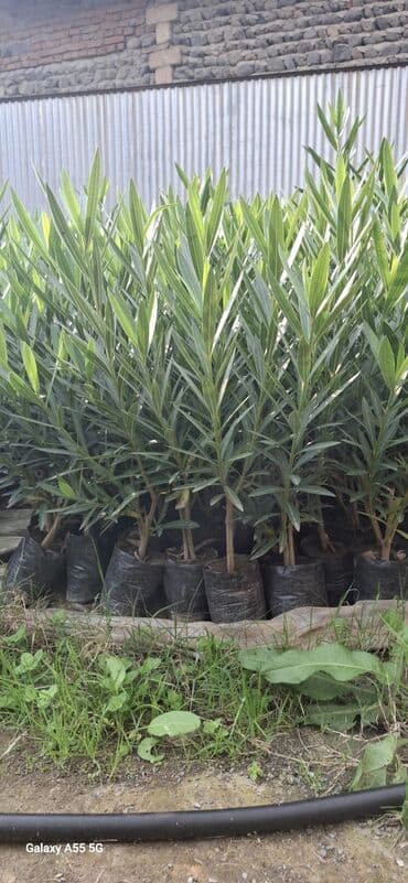 bitki satışı: Oleandr (Nerium oleander) fidanları - Torfla doldurulmuş polietilen — 1