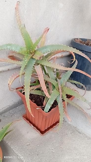 Daxili və eyvan üçün saksı bitkiləri dəsti Tərkib: - Aloe vera (iki