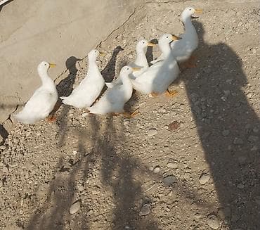pekines satisi: Kuban Pekin sortu ördəklər satılır.6 ədəd — 1