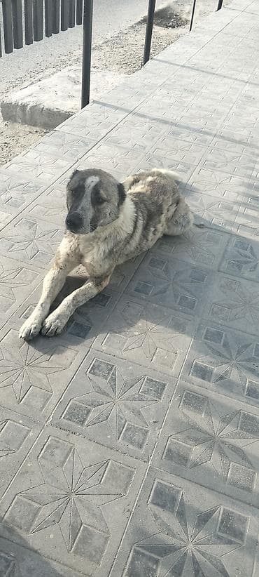 labrador retriever satilir: Qafqaz çoban iti, Erkek — 2