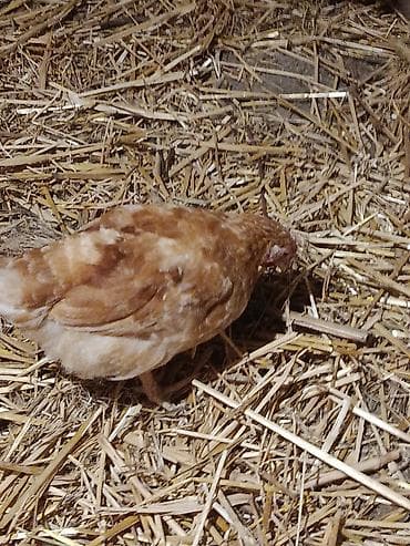 yumurtlayan heyvanlar: Toyuq, Yumurtalıq — 3