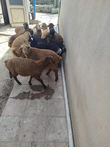 ekiz balalı qoyunlar: Mal-qara: Quzu sürüsü - Növ: Yerli qoyun/quzu - Say: Şəkillərdə bir — 3