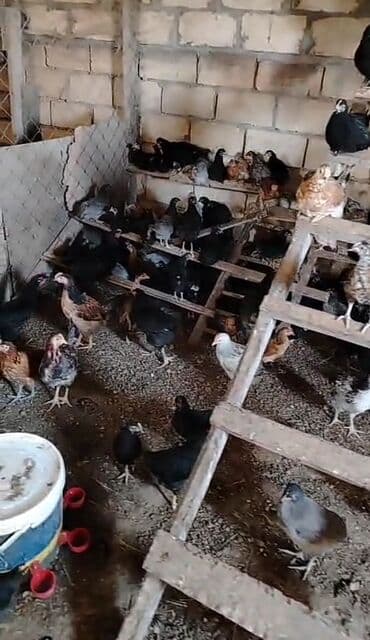 cücə satışı 2023: Toyuq, Ətlik, Ünvandan götürmə — 2