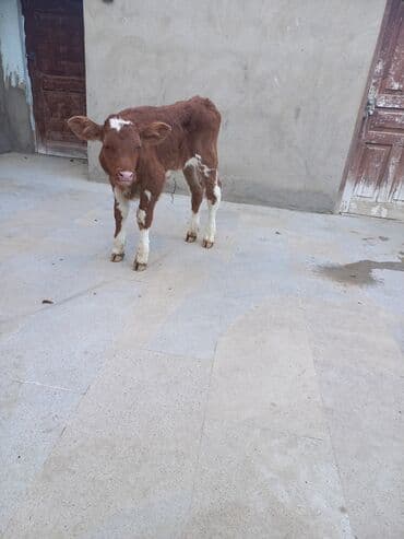 simental inəklər: Erkək, Simental, il: 1, Ətlik — 1