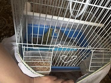 Balıqlar: Dalmatin və yaşıl-sarı rəngli iki dalğıç papağan (butaqar/boğça) — 3