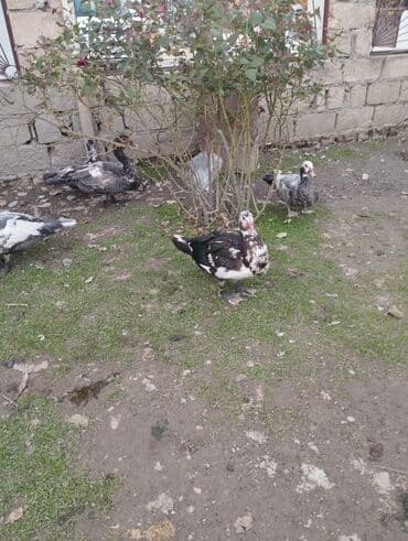 hind qusu: Muscovy ördəkləri (hind ördəyi) – müxtəlif rənglərdə - Rənglər — 3