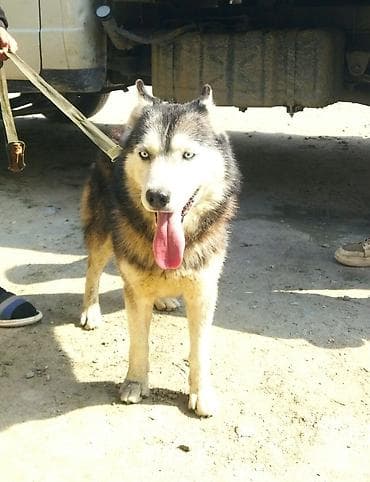 heyvan döşəyi: Xaski, Erkek — 3