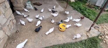 Salam aleykum herkese ALLAH hamının malına BERKET versin gördüyünüz