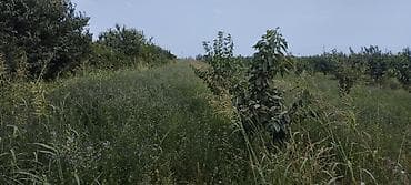 qusar torpaq: 44 sot, Kənd təsərrüfatı, Mülkiyyətçi, Kupça (Çıxarış) — 8