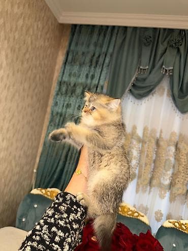 Akvariumlar: Şotland uzun tüklü — 2