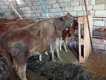 menks cinsli pişik: Dana, buzov, Erkək, ay: 12, Ətlik — 5