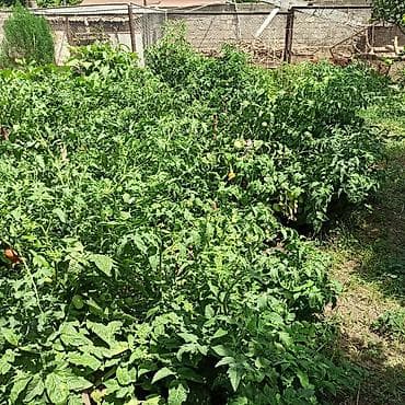 Хозтовары: Toz halinda mal peyini - kisesi 2,80 q. ( boyuk kepek kisesinde) — 7