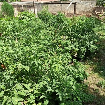 dibcək gulləri ev gulleri ve adlari: Toz halinda mal peyini - kisesi 2,60 q. ( boyuk kepek kisesinde) — 5