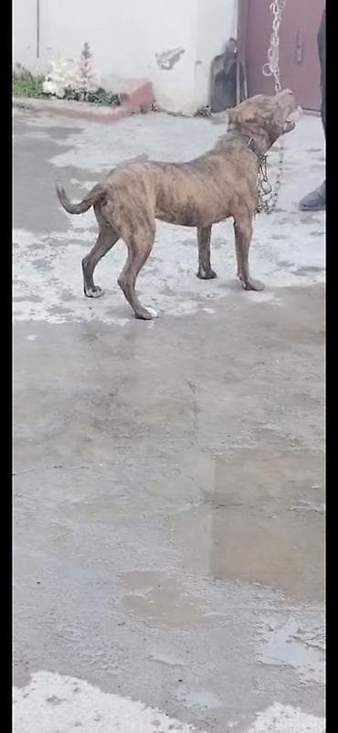 tük töken: Pitbul, 10 ay, Dişi, Peyvəndli — 2