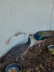 amadin quşu: Tovuz quşu satılır 5 yaşı var sağlamdir yaxşı saxlanılıb heç bir — 2