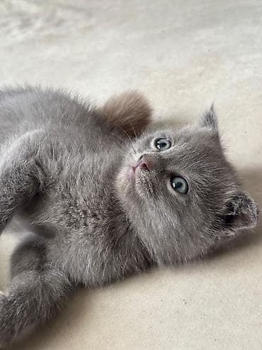 pişik cutləşdirilir: Britan — 4