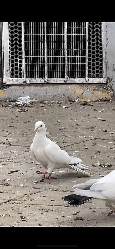 goyercinler satisi: Iki cüt quşdan törənmədir. Bir quşxananın quşlardır. Köhnə — 4