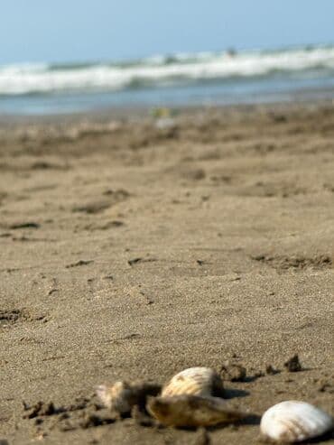 Dəniz kənarında təbii dekorativ dəniz qabıqları – sahildən toplanmış