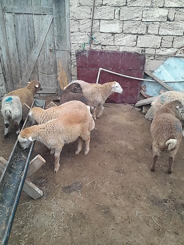 Ördəklər: 28 erkekdi — 4