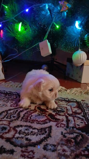 it balası satışı: Pekines, 1 ay — 1