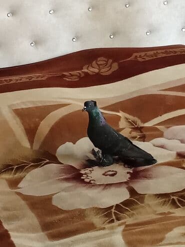 en iri it cinsi: Qara rəngli ev göyərçini - Rəng: dərin qara, boyun hissəsində — 4