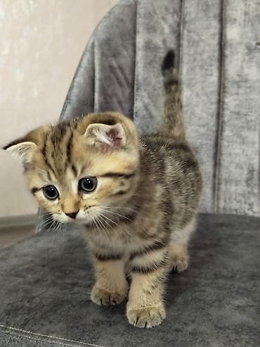 Britan lalafo.az -da Britan