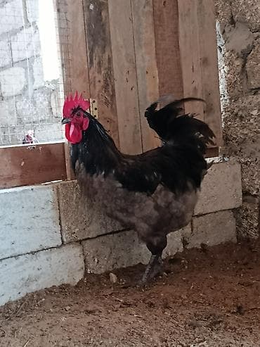 cütləş: Satılır:11 aylıq alman cinsi olan boz astralop xoruzu,ünvan Mərdəkan — 4