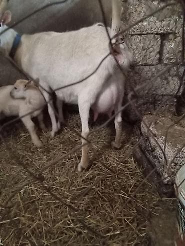 sudluk keci: Saanen keçiləri. Bir ana-bala və bir boğaz keçi. Balalar əkizdir — 8