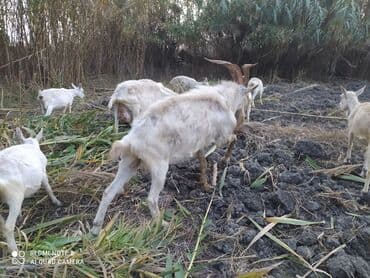 Gəmiricilər: Saanen tekesi — 9