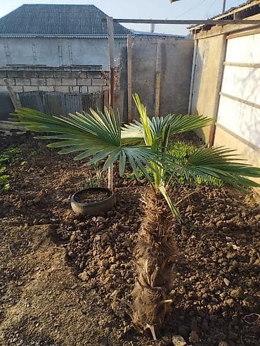 bakida toxum satisi: Təsvir: - Dekorativ xurma palmaları (fan formalı yarpaqlı — 2