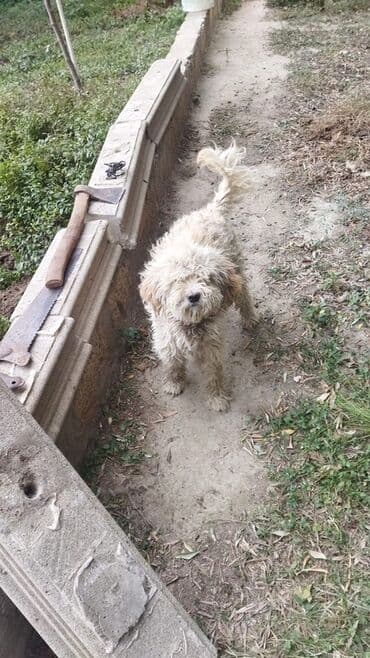 Gəmiricilər: Balaca, qıvrım tüklü iti təsvir edən elan. - Növ: it (xırda ölçülü — 2