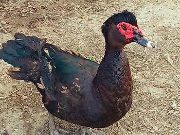 Salam temiz Zümrüdu Erkeyi satlir çəksi 5 kildon çox Aktiv Erkey