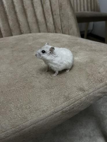 balaca heyvanlar: Cüt xırda hamsterlər – biri ağ, biri boz rəngdə. Kiçik ölçülü, çevik — 4