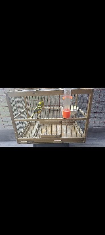 azerbaycanda it adlari: Salam hazir quslardi 4 hazir mayadi 1erkey.elave bir erkeyde var sari — 3