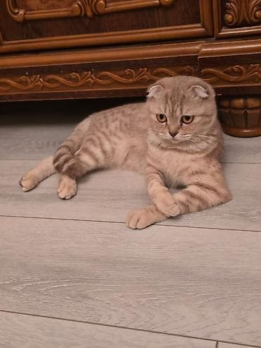 Şotland yastı qulaq