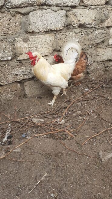 cins ineklerin qiymeti: Ağ rəngli tek xoruz satılır sahibinden. ünvan Maştağa çatdırılma — 2