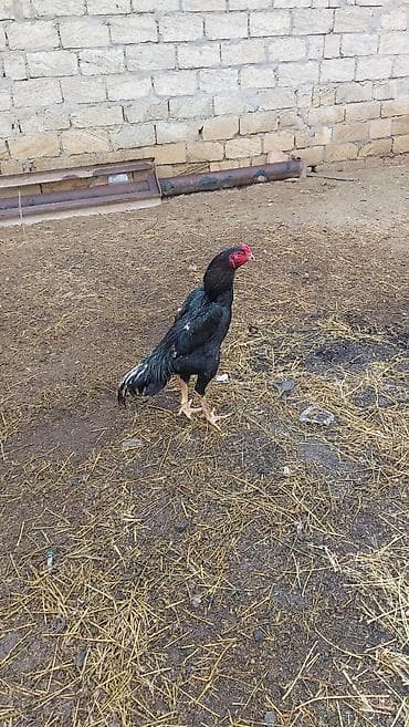 Dovşanlar: Salam temiz qan O. ŞAMO satlır sağlam heyvandılar fere hal hazrda — 6